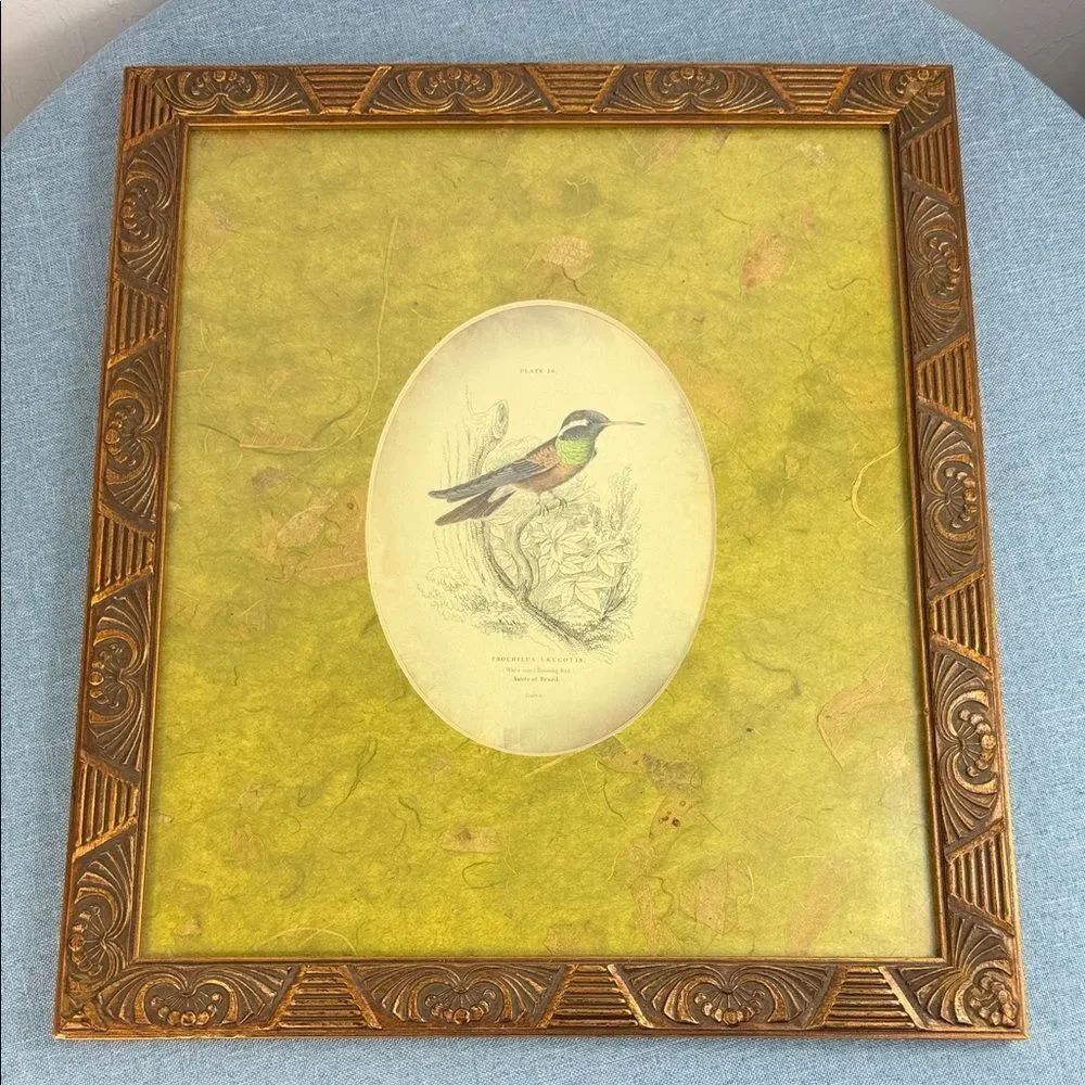 Framed Hummingbird Print Trochilus Leucotis Plate 29 Vintage Wall Art
